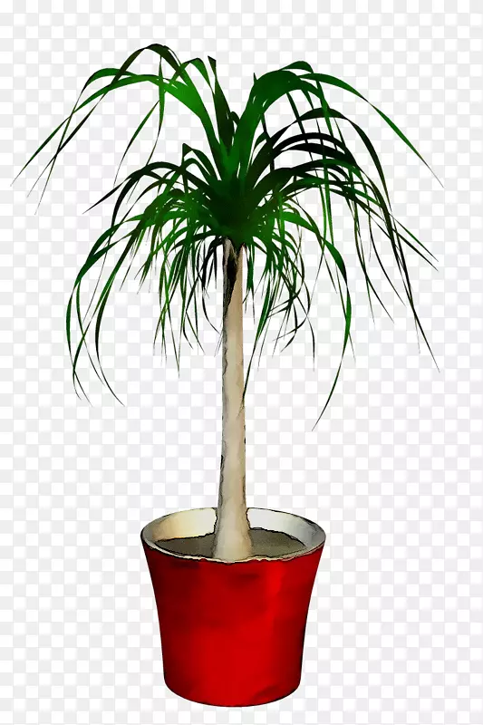 棕榈树，花盆植物，png图片，室内植物