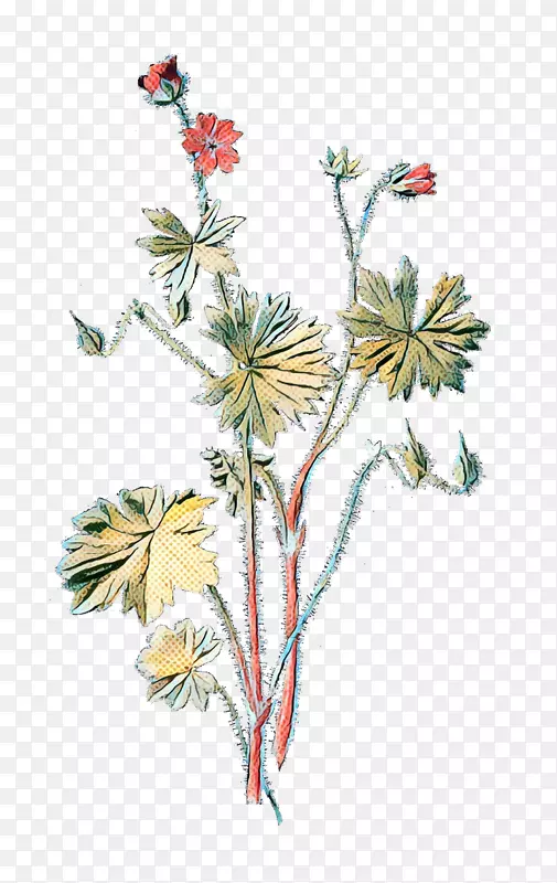 鸽子脚鹤的枝叶植物野生天竺葵插图