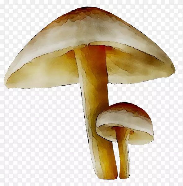 剪贴画食用菌普通蘑菇png图片