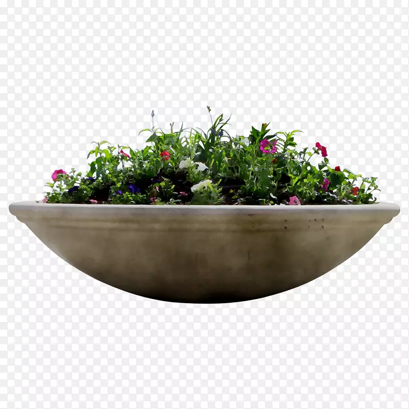 碗草
