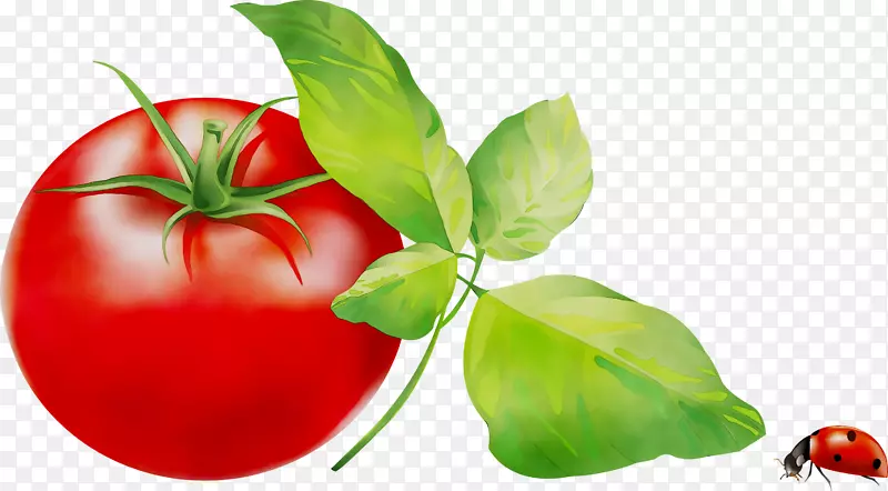 意大利番茄派樱桃番茄意大利料理番茄汁李子番茄