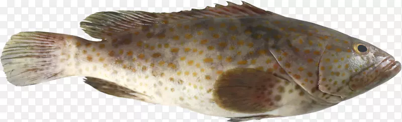鱼黑头石斑鱼白色石斑鱼油腻石斑鱼摄影-Chernabog卡通
