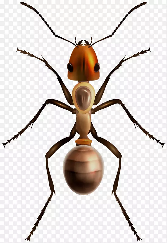 蚂蚁图形剪贴画昆虫图片