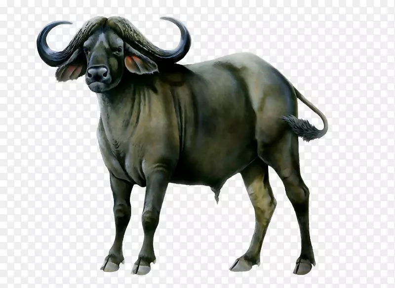 水牛美洲野牛非洲野牛png图片动物