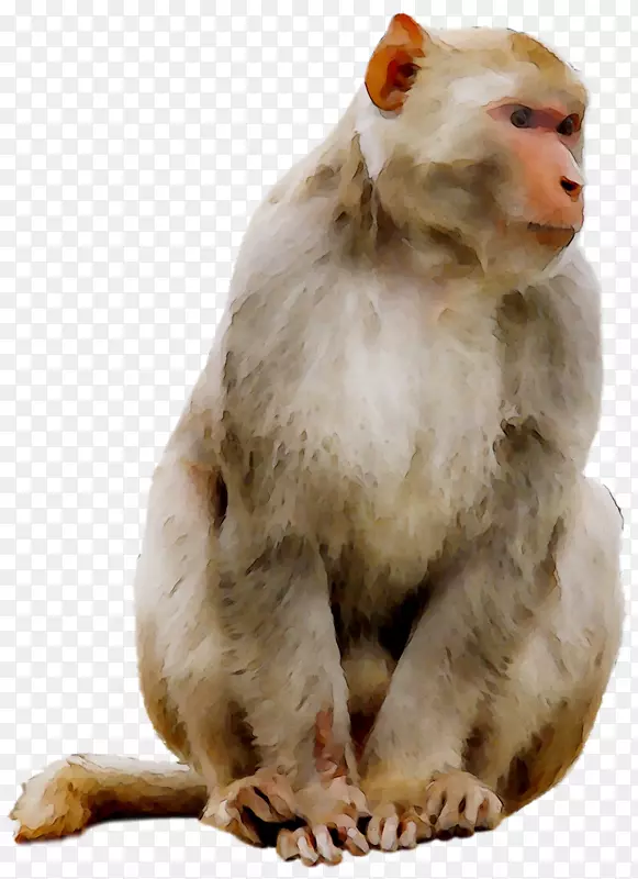 猕猴剪贴画曼陀罗灵长类动物