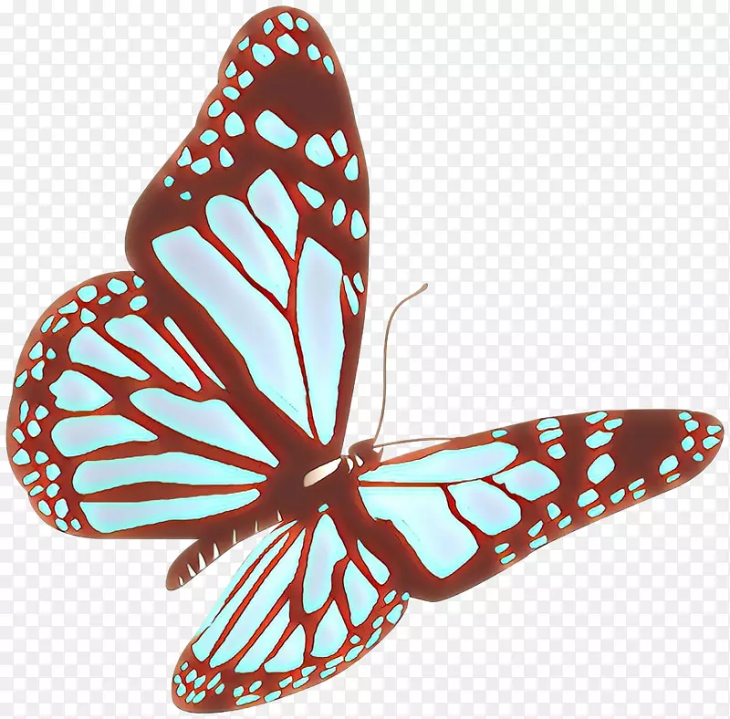 蝴蝶摄影图像彩色插图