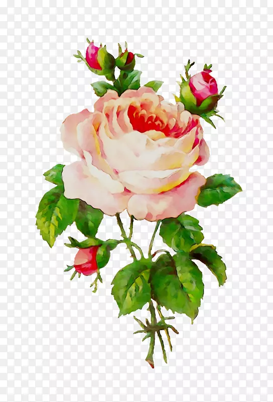 花园玫瑰，花卉，png图片剪辑艺术