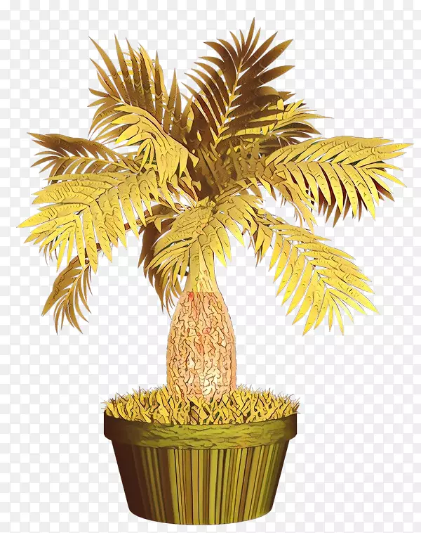 png图片图像日期棕榈树植物