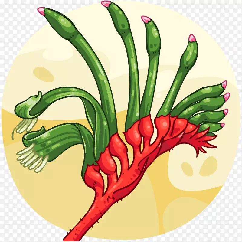 塔巴斯科花椒鸟眼辣椒红绿袋鼠爪植物