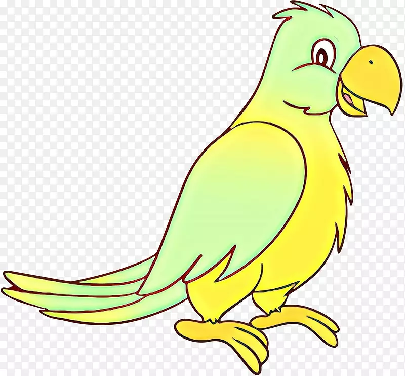 鹦鹉鸟