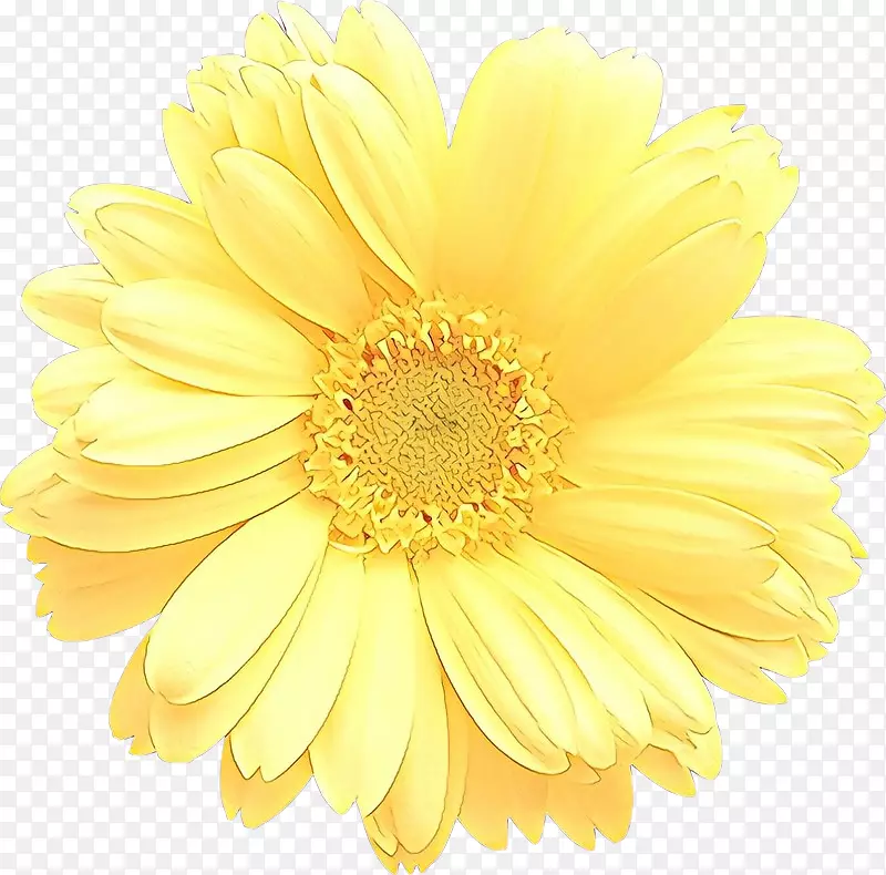 切花，土坯，Photoshop，png图片，Transvaal雏菊