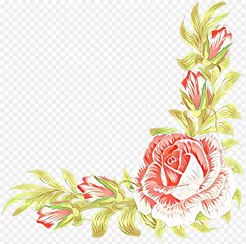 花园玫瑰，花束，插画，花卉设计