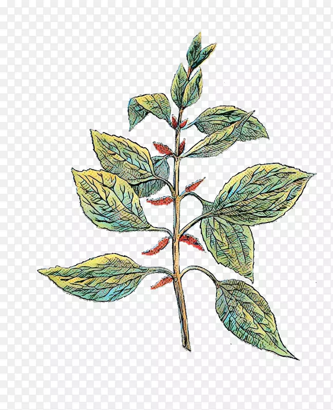 剪贴画草药植物学png图片图像