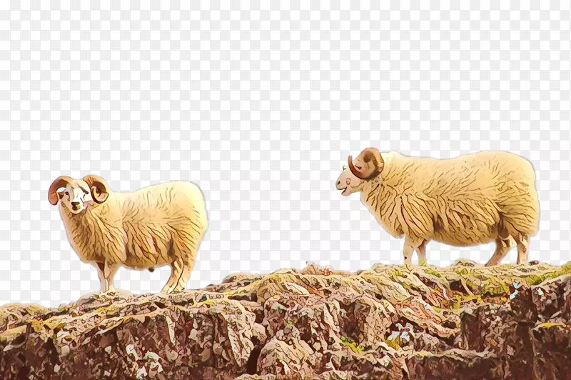 羊群陆生动物鼻子