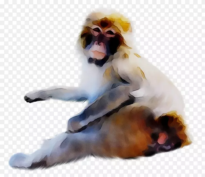 旧世界猴子狒狒夹艺术png图片
