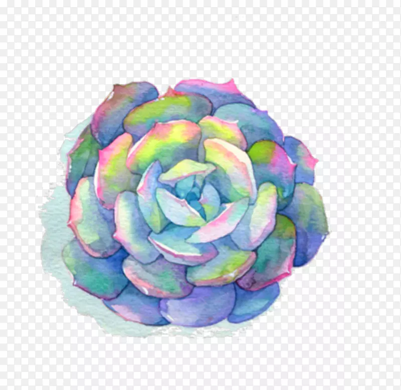 水彩画水彩：花卉艺术肉质水彩画