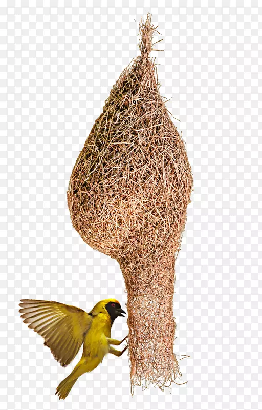 鸟巢图片可食用鸟巢