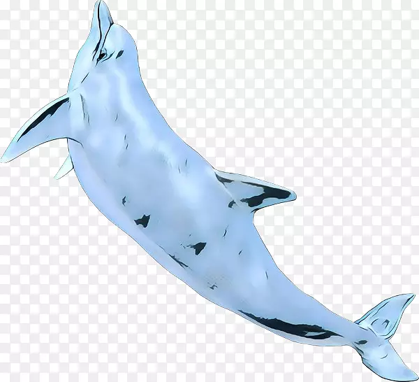 普通宽吻海豚图库溪粗齿海豚鲨