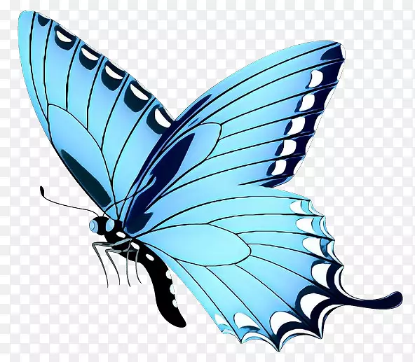 帝王蝴蝶，毛茸茸的蝴蝶。蝴蝶微软天蓝色虎乳蝶