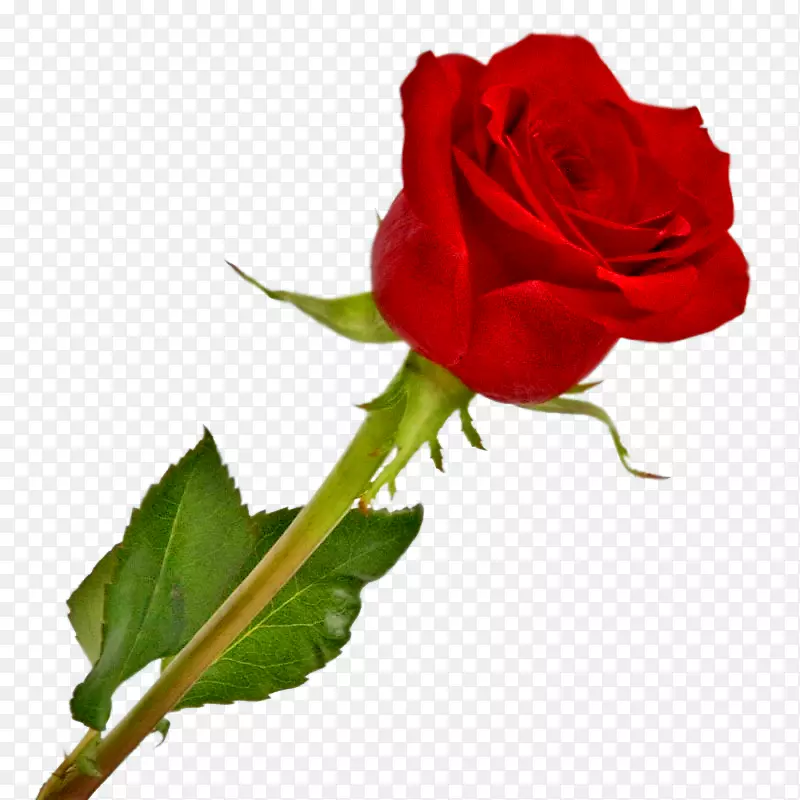 剪贴画png图片红色花园玫瑰粉红色-井架玫瑰PNG透明