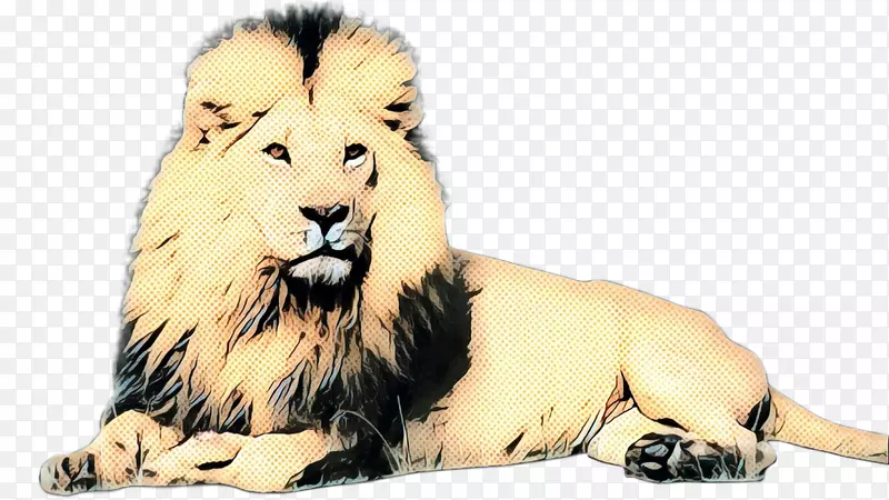 亚洲狮子大猫毛