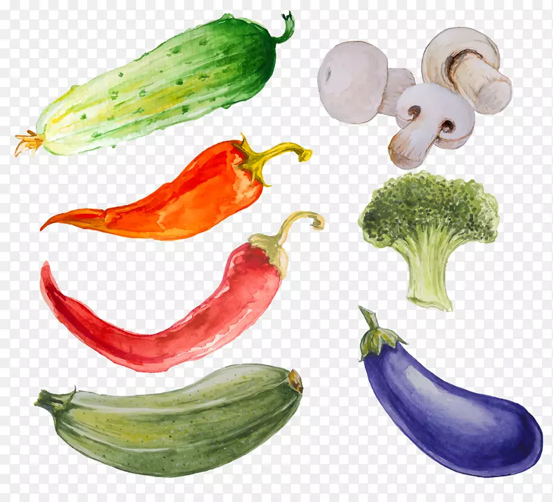 蔬菜水彩画插图黄瓜-黄瓜旗