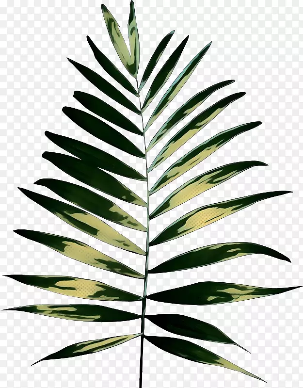 棕榈树植物茎剪贴画