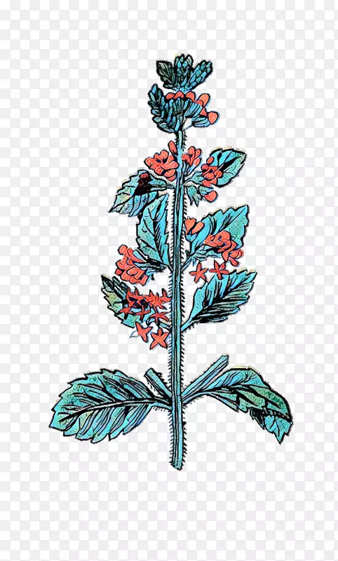 剪贴画图像png图片中世纪草本植物和花卉插图.