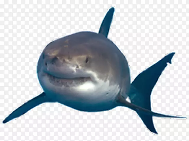 大白鲨png网络图像绘制-幼鲨PNG透明