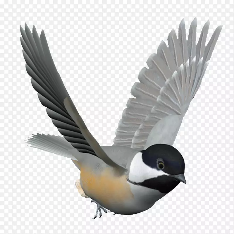 鸟类饲养员，鹦鹉，控制尖头的家鸽-鸟PNG翠鸟