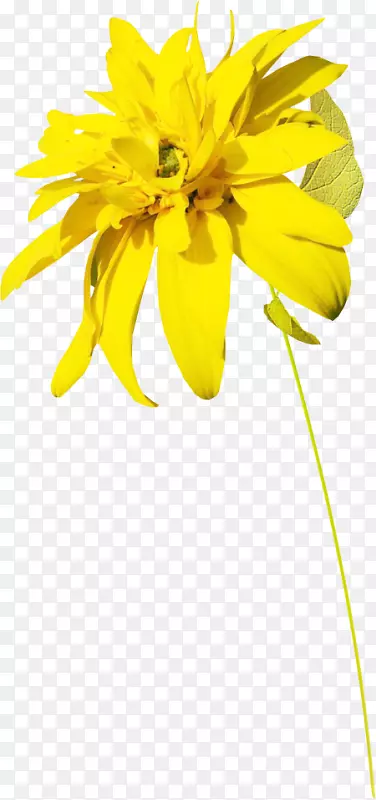 普通向日葵黄花图案花瓣透明花冠PNG黄