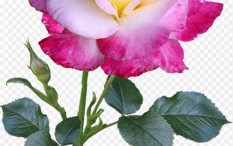 花园玫瑰形象花卉茎玫瑰透明PNG茎