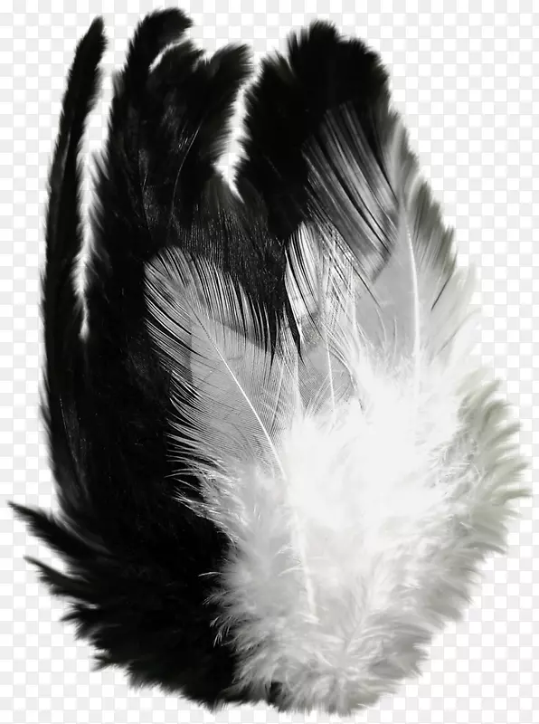 羽毛剪贴画png图片飞行黑色羽毛绘图PNG艺术