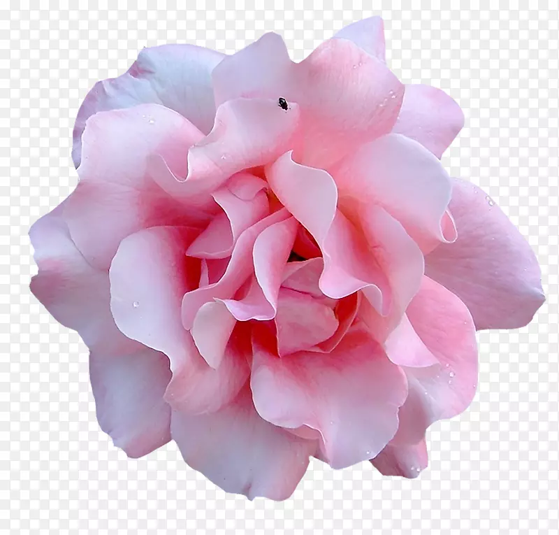 花园玫瑰花卉设计水彩画-粉红花PNG花卉装饰