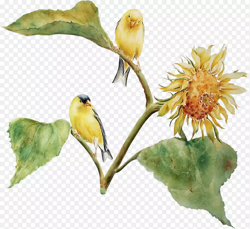 鸟类开花植物喙植物.鸟类的进化