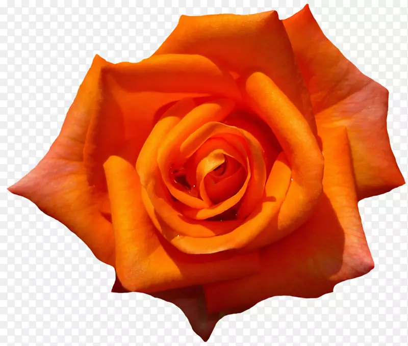 玫瑰.xchng剪贴画图像-橙色玫瑰PNG Laranja