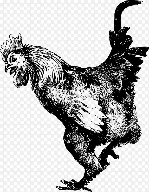 英国老游戏多米尼克鸡，科钦鸡，公鸡，亚姆，塞马尼-鸡画巴布亚新几内亚公鸡