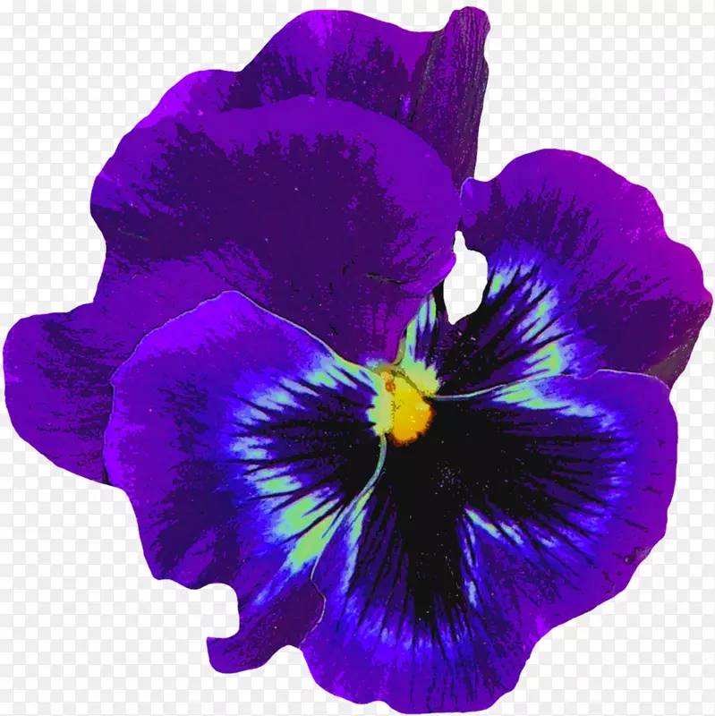 潘西花，甜紫罗兰，紫色-单瓣