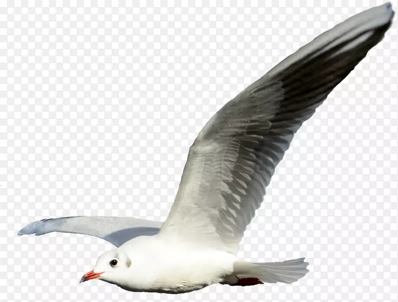 海鸥png图片剪辑艺术飞行海岸鸟-鸟飞PNG透明背景