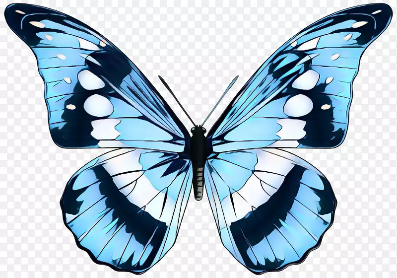 帝王蝶，浮雕蝴蝶，毛茸茸的蝴蝶，蝶蛾