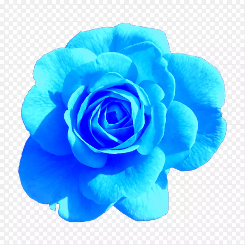 png图片玫瑰剪贴画粉红色图像透明花PNG紫色