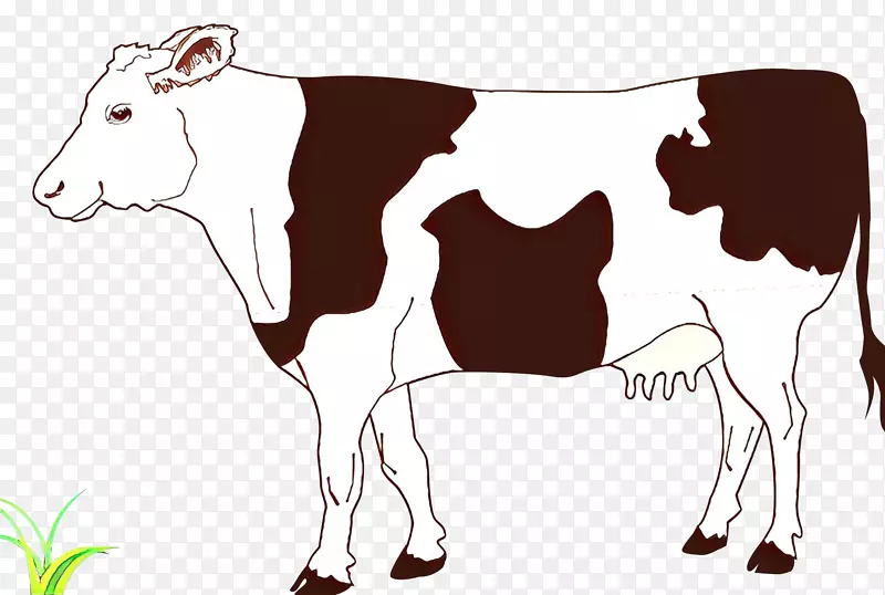 剪贴画图形艾尔郡牛画肉牛