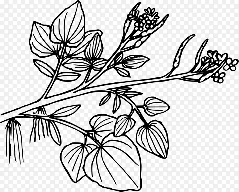 剪贴画水生植物png图片露头色拉画PNG植物花