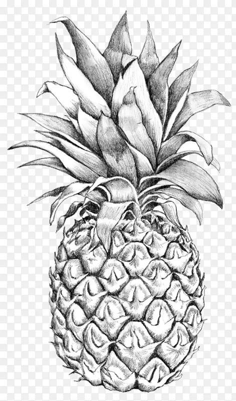 素描艺术菠萝形象菠萝画PNG线条艺术
