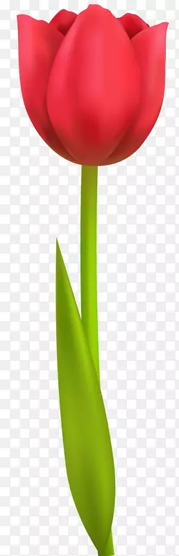 剪贴画png图片图像免费内容鹦鹉郁金香-春天的花朵剪裁部分PNG郁金香