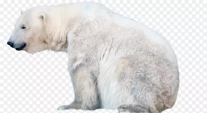 北极熊png图片剪辑艺术图片-熊PNG极