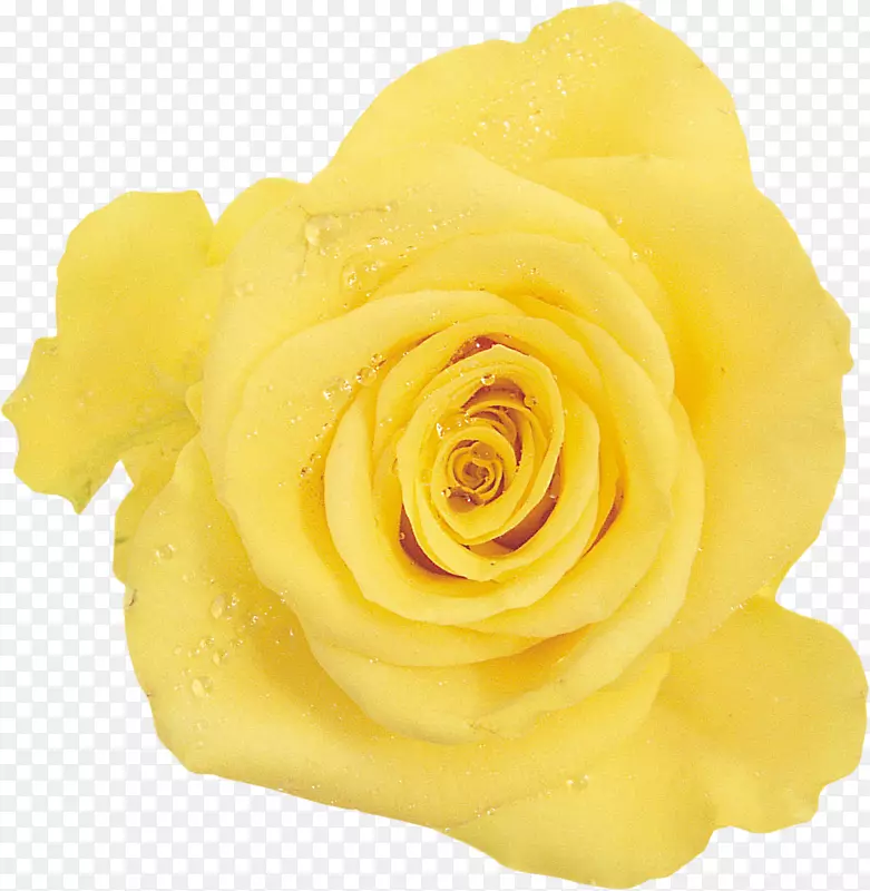 花园玫瑰花黄花-黄色审美玫瑰