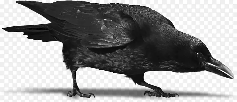 png图片乌鸦图像普通乌鸦剪贴画-乌鸦纹身PNG Corvo