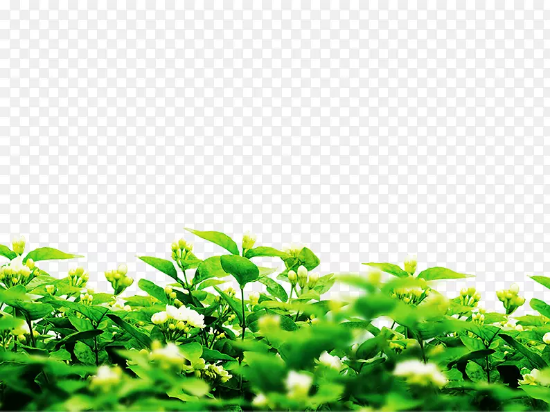 MicrosoftPowerPoint图像文件格式植物.春季种植PNG绿色