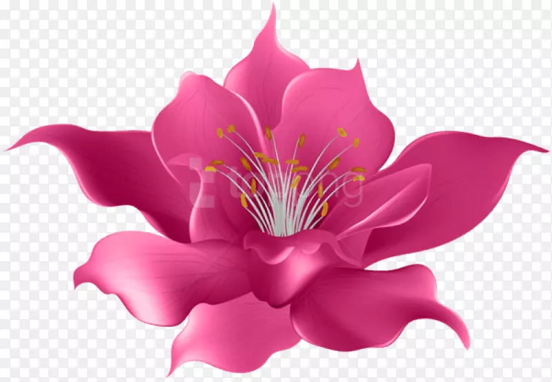 png图片剪辑艺术花卉水彩画图像-母亲节背景PNG顶部